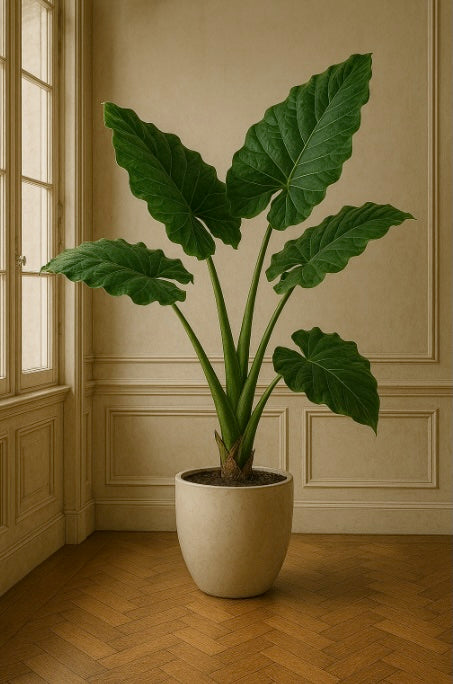 Alocasia macrorrhiza (Oreille d'éléphant)