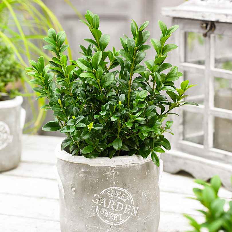 Buis (Buxus sempervirens)