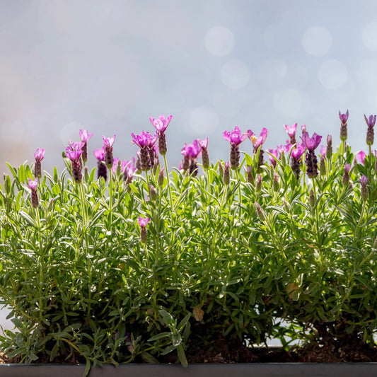 Lavande papillon (Lavandula stoechas pedonculata)