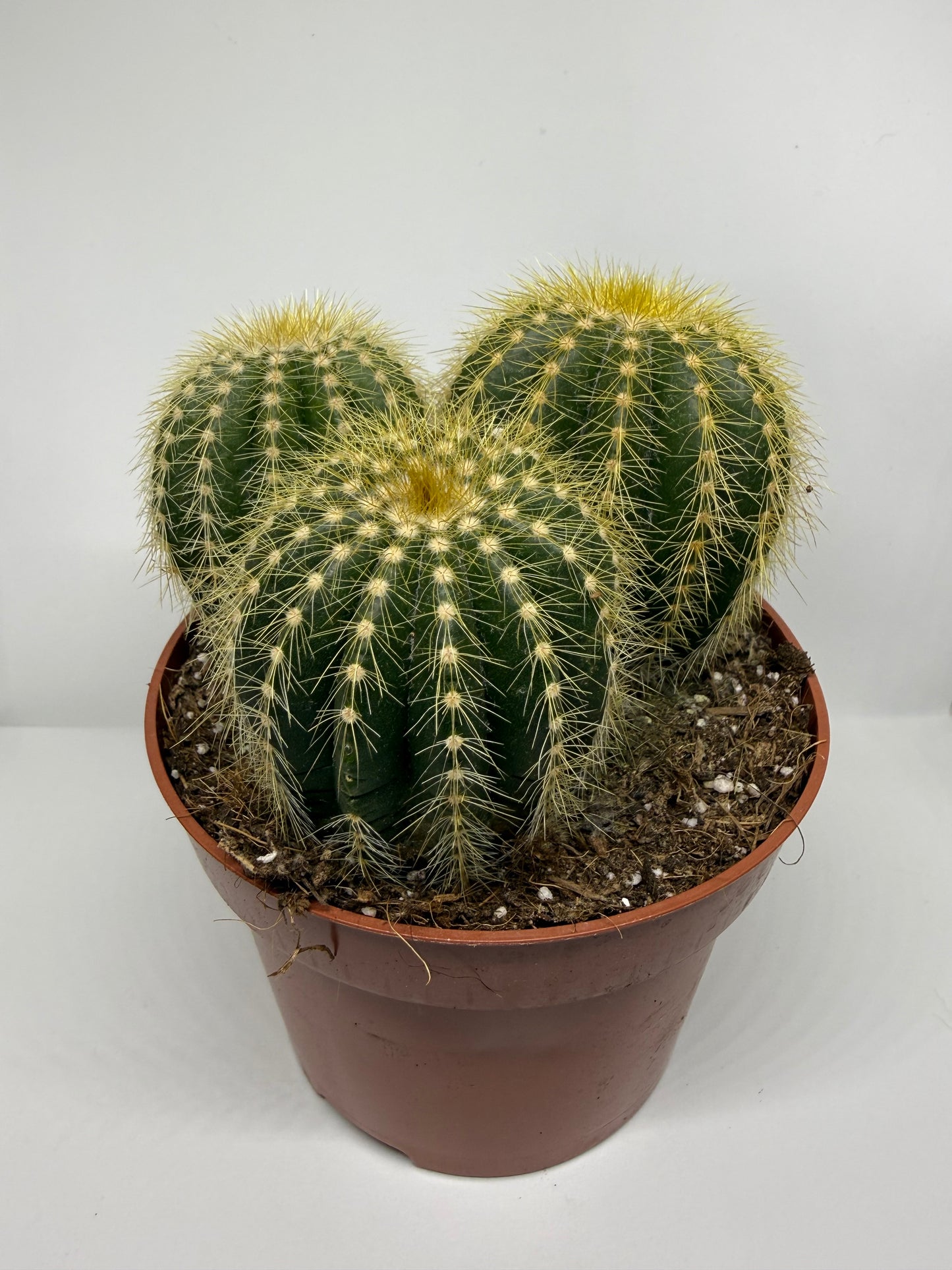 Cactus Noto Wanassi