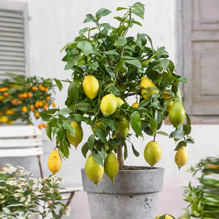 Citronnier Vulcan (Citrus limon vulcan)