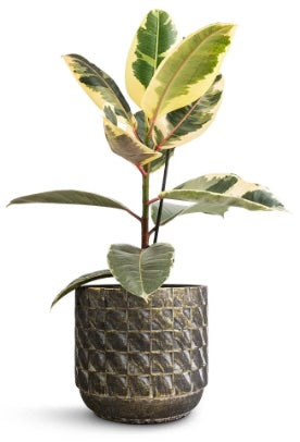 Ficus Elastica (caoutchouc)